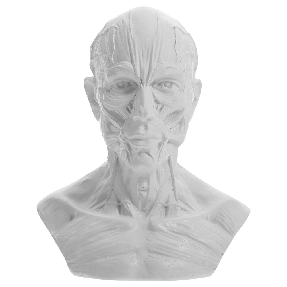 Sketch Figurine Human Model Anatomy Skull Head Muscle Statue Sketch Model Painting Model