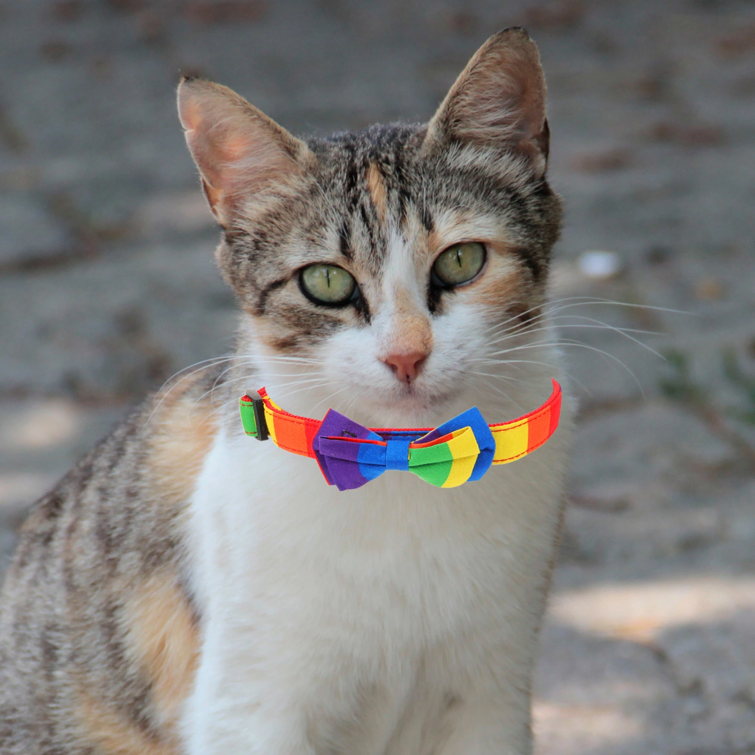 Small Dog Collar Rainbow Pet Collar Adjustable Pet Dog Collar Pet Fabric Collar Decor