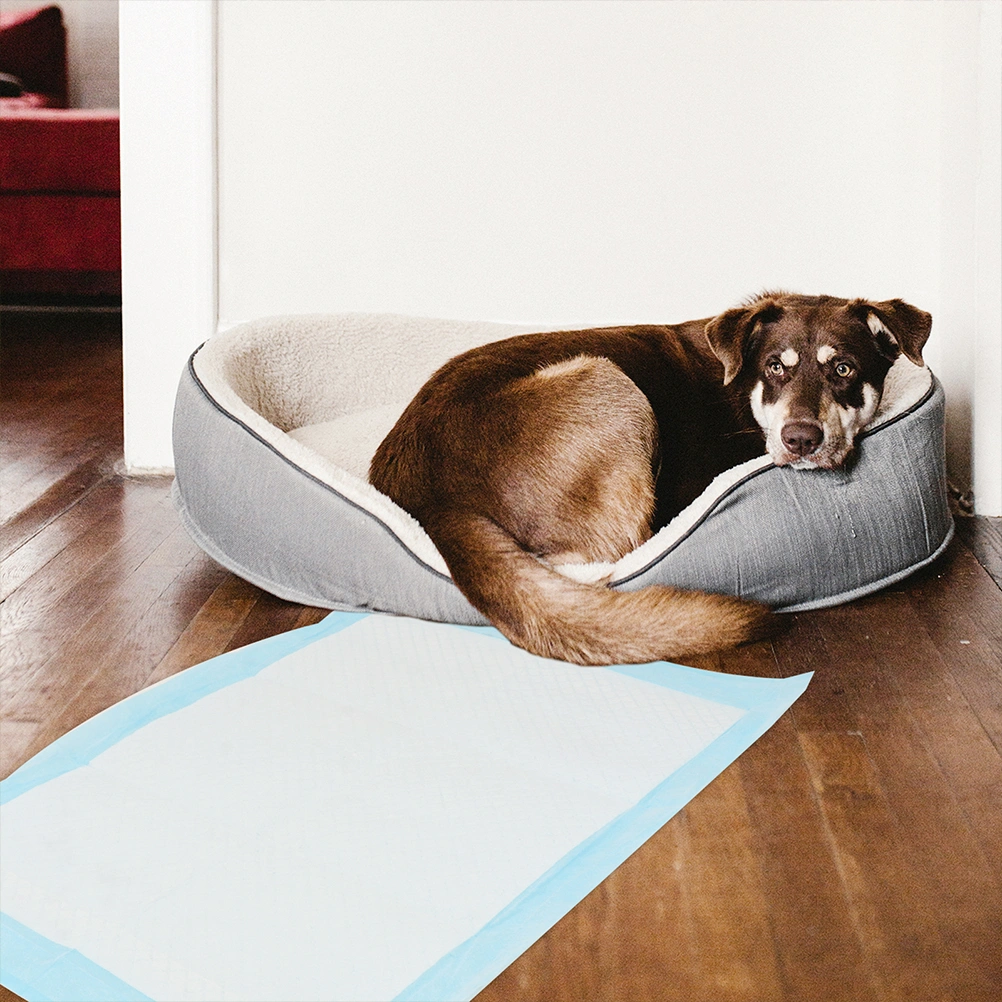 50pcs Disposable Dog Pee Pads Quick-Dry Pet Training Pee Pads Puppy Supplies