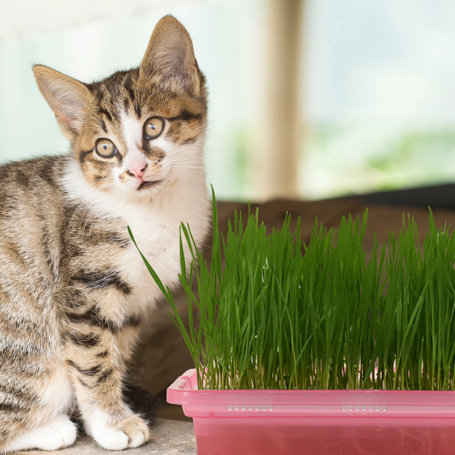 Household Cat Grass Planter Catnip Grass Planter Convenient Hydroponic Cat Grass Box