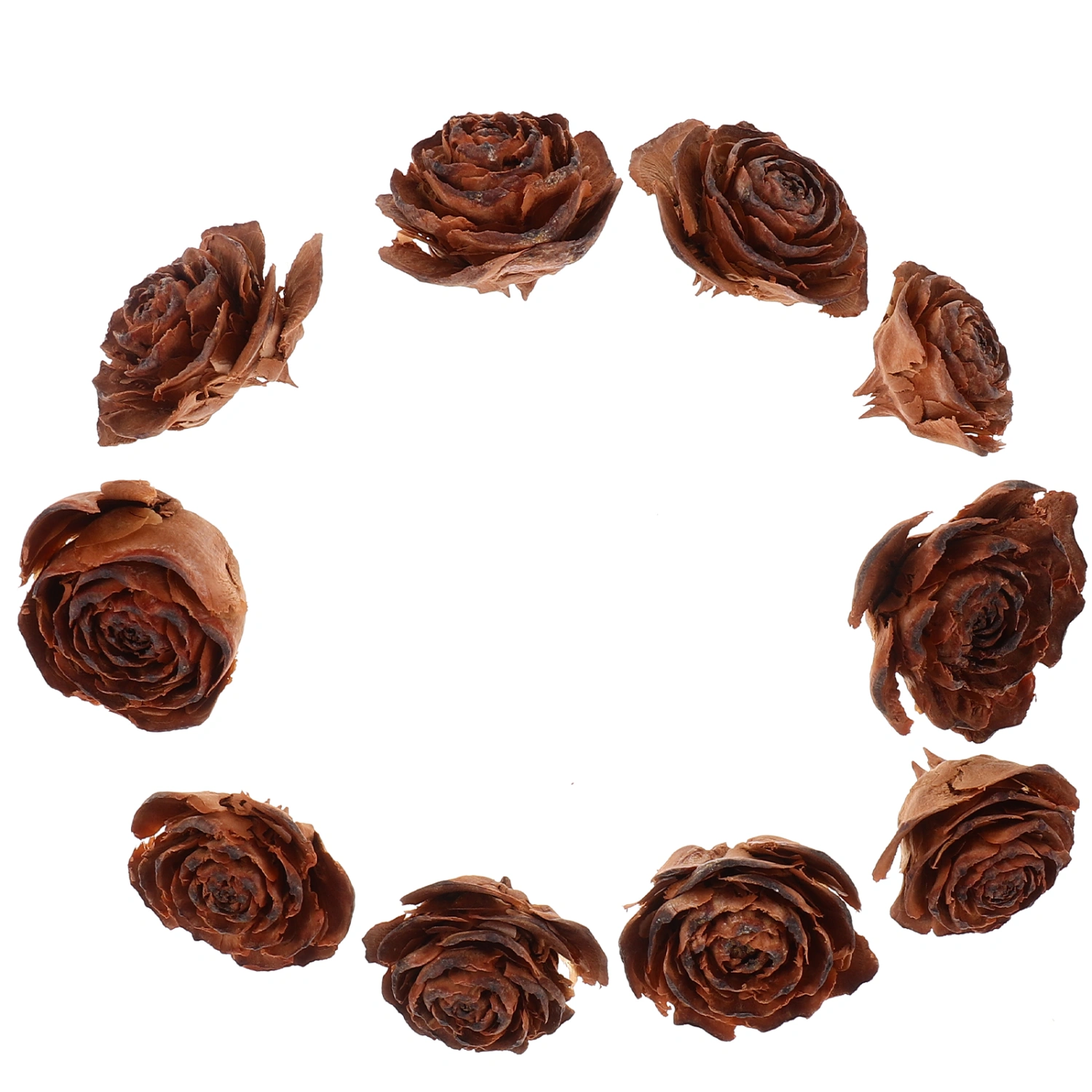 10pcs DIY Plant Samples Dry Flowers Material DIY Craft Material DIY Plant Specimen Decor