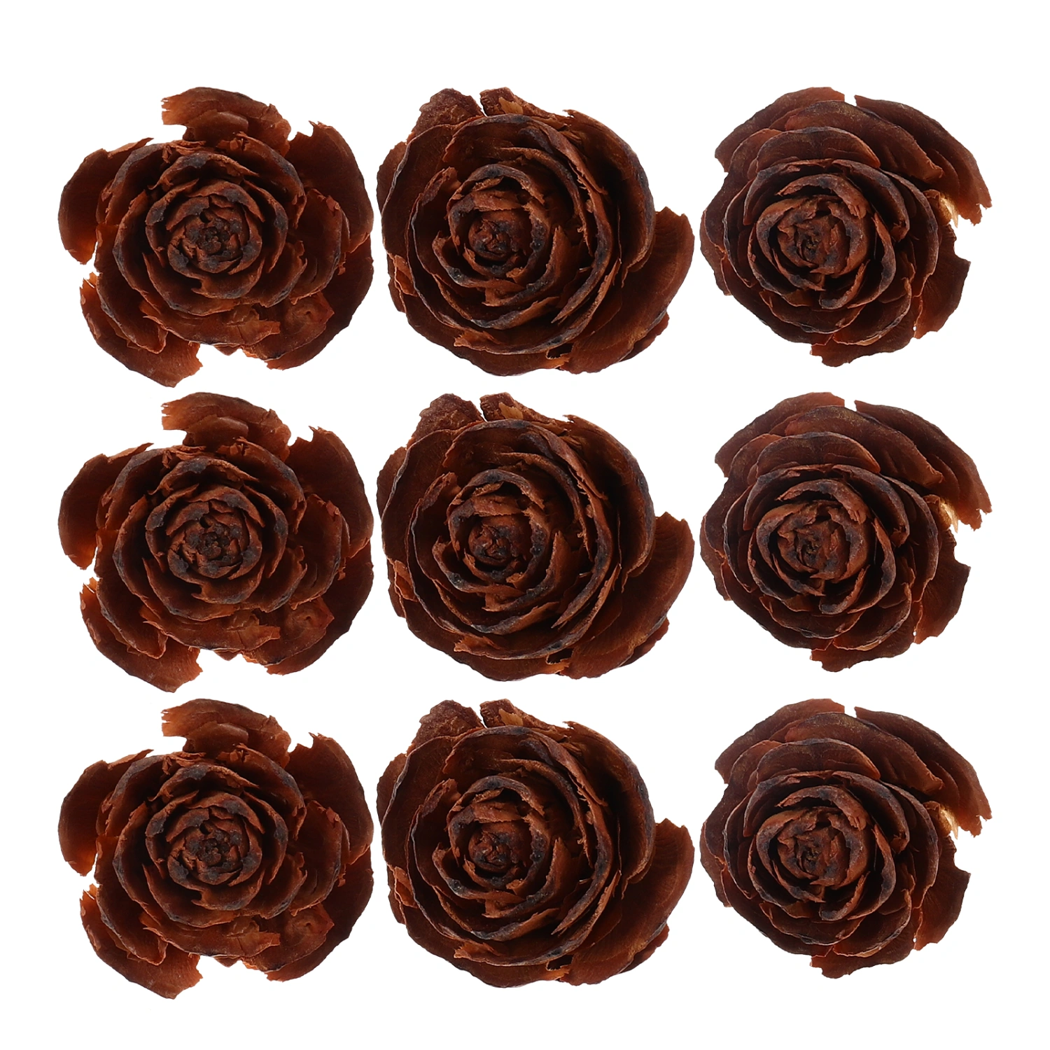 10pcs DIY Plant Samples Dry Flowers Material DIY Craft Material DIY Plant Specimen Decor