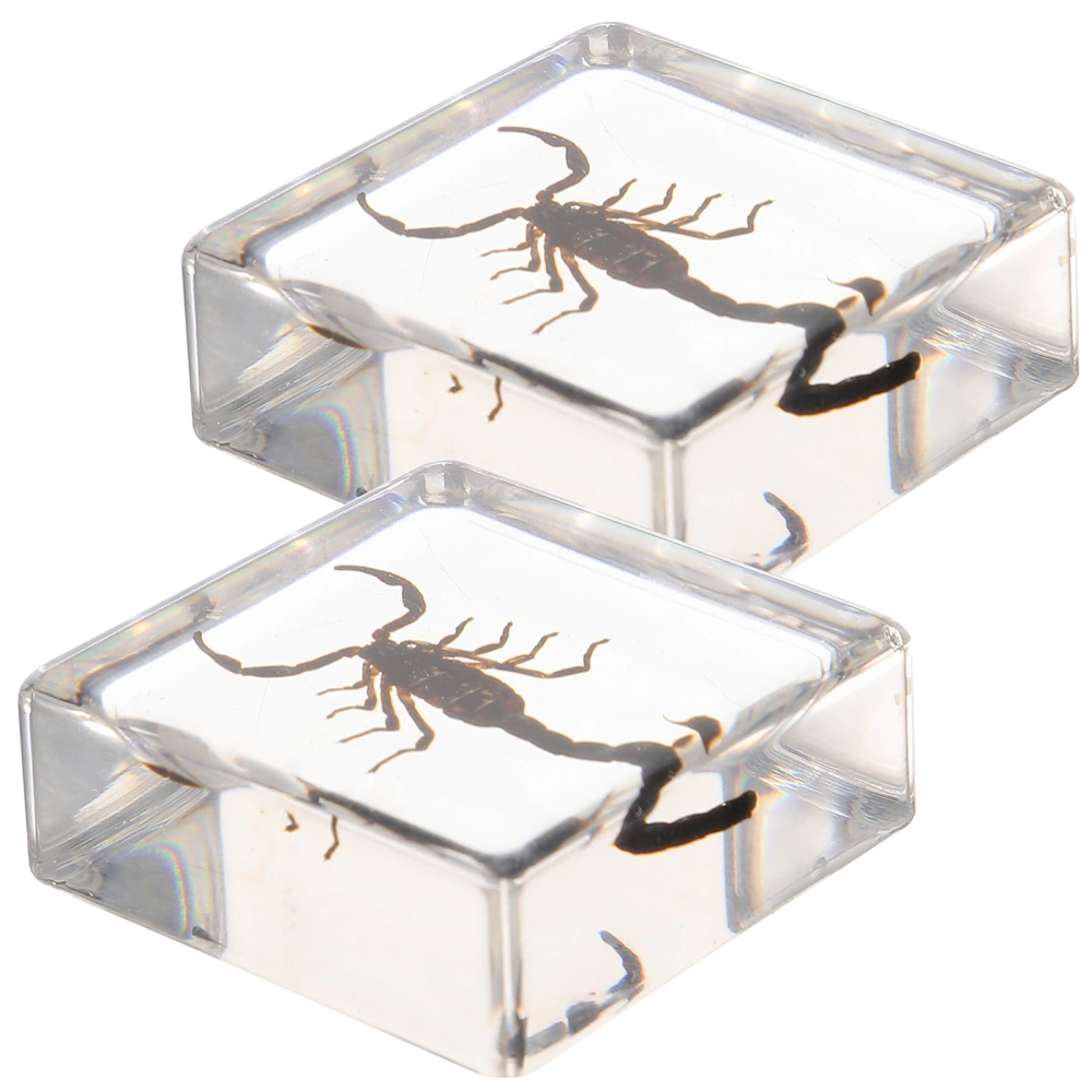 2pcs Insect In Resin Specimen Insect Specimen Paperweight Resin Ornament Educational Tool