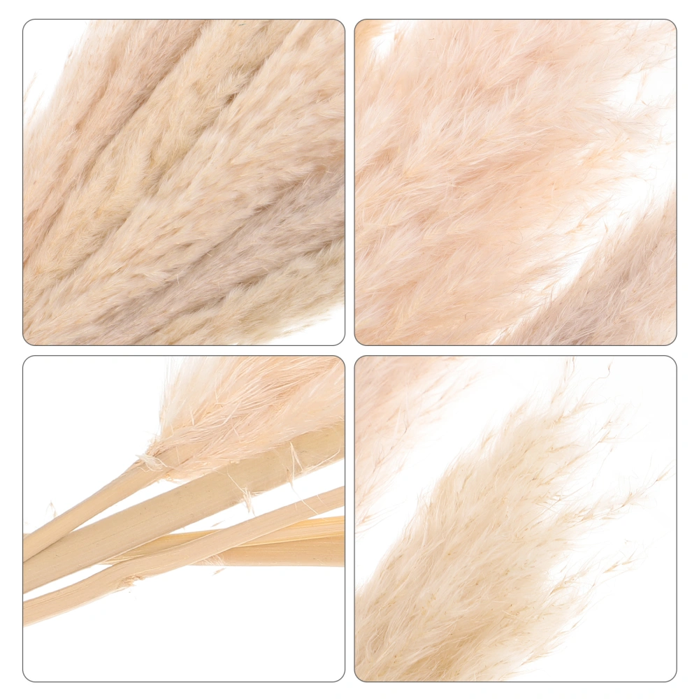 5pcs Dried Pampasgrass Dried Pampas Natural Pampas Photo Prop for Wedding