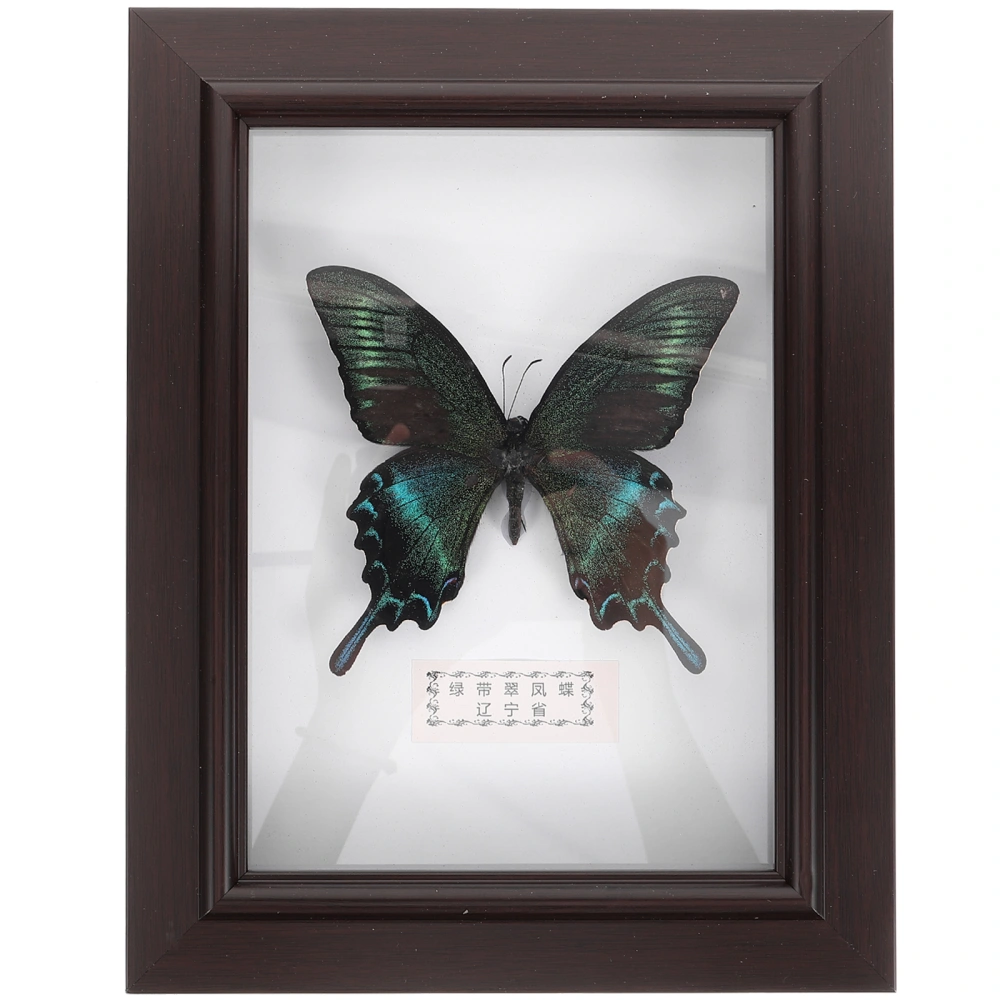 Specimen Display Case Wood Specimen Box With Butterfly Specimen Wall Decor Wall Art