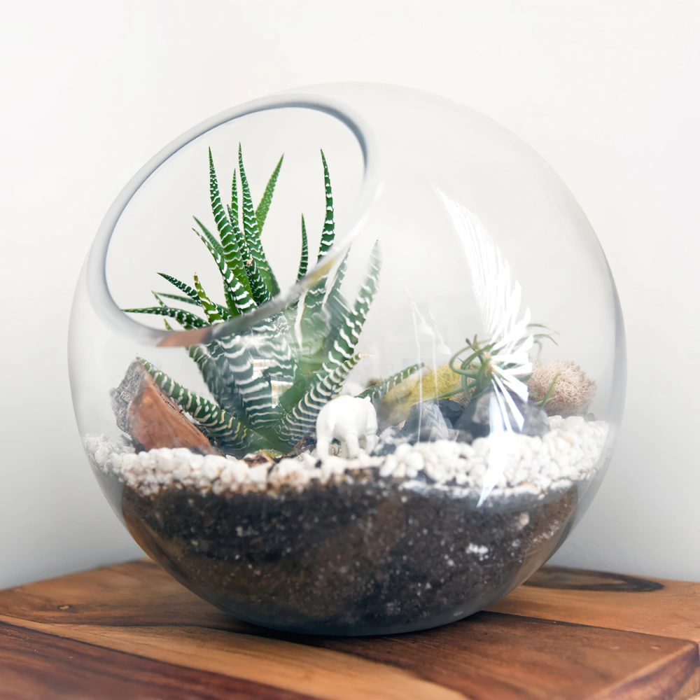 3pcs Glass Terrarium Plant Terrarium Display Glass Tabletop Succulent Air Plant Planter