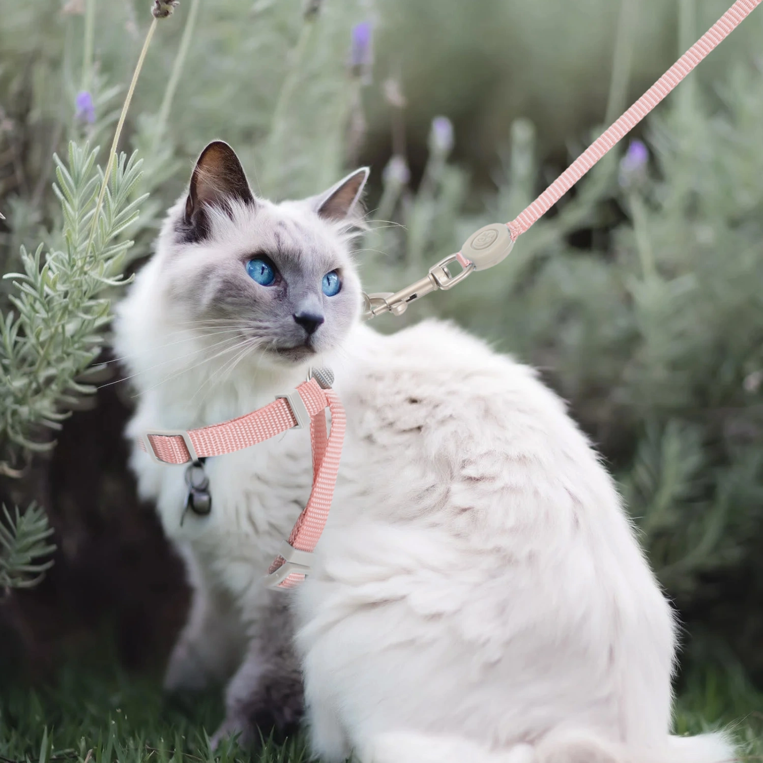 1 Set of Cat Leash and Harness Kitten Harness Leash Set Small Cat Dog Walking Rope for Outdoor Cat