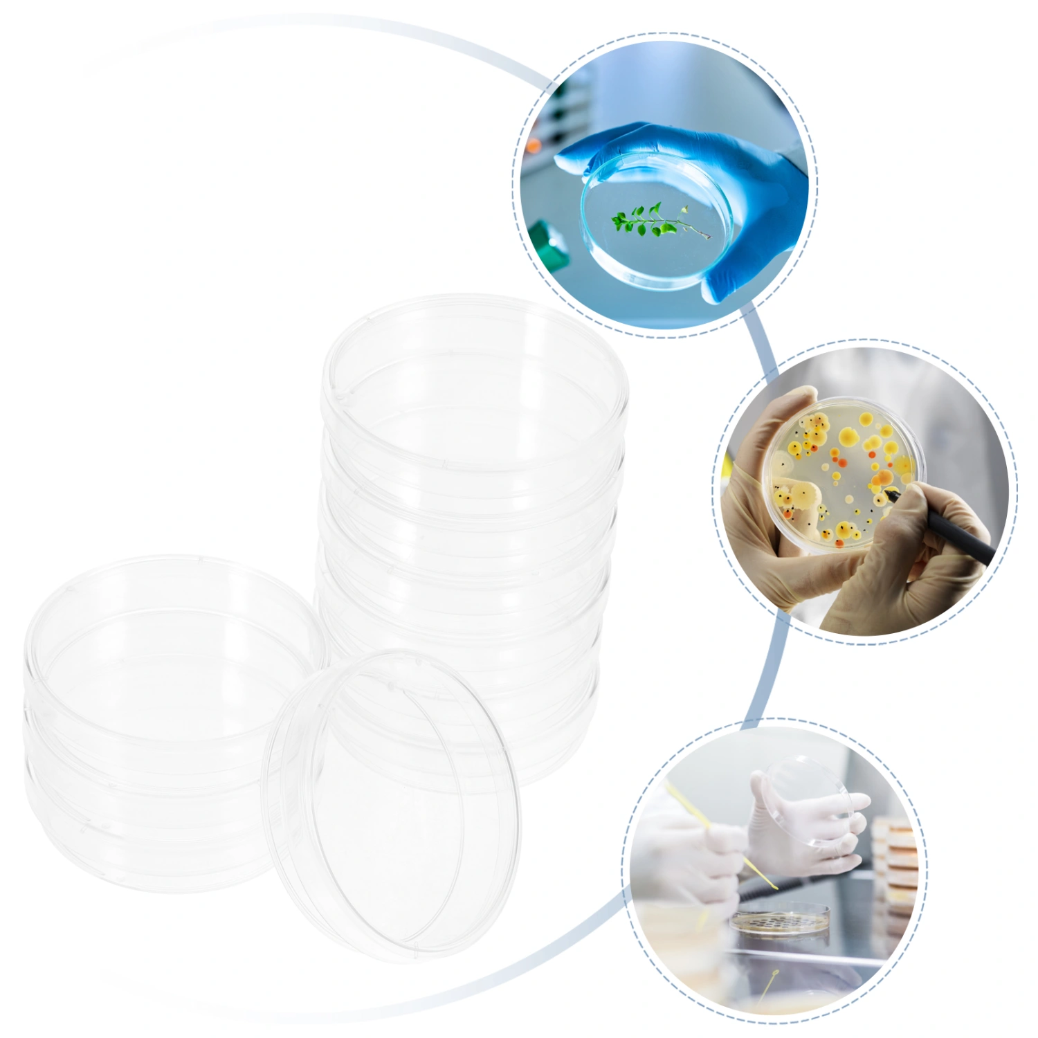 10Pcs Culture Dish Clear Culture Plates Culture Tray Culture Holder Laboratory Culture Dishes