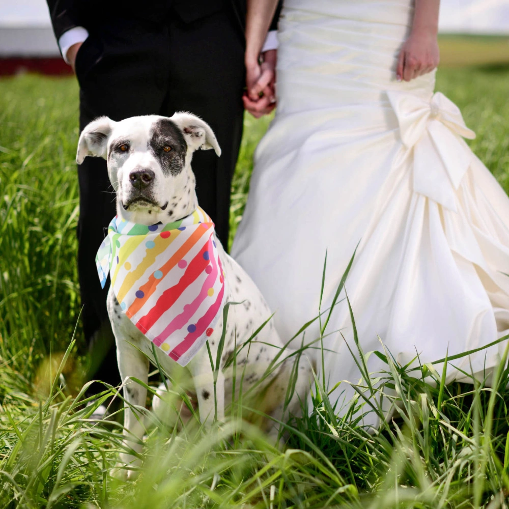 Dog Triangular Bandana Pet Triangular Rainbow Stripe Bandana  Pet Triangular Scarf