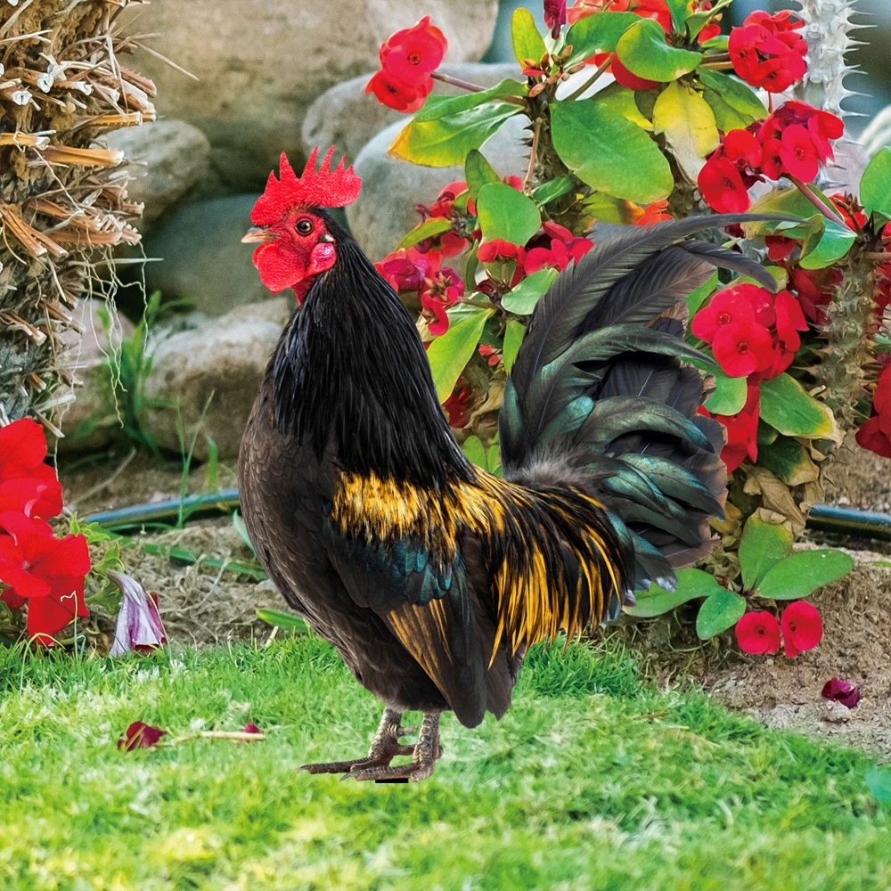 1 Set of Acrylic Hen Rooster Yard Arts Decorative Chicken Shaped Yard Stake Lawn Rooster Stakes