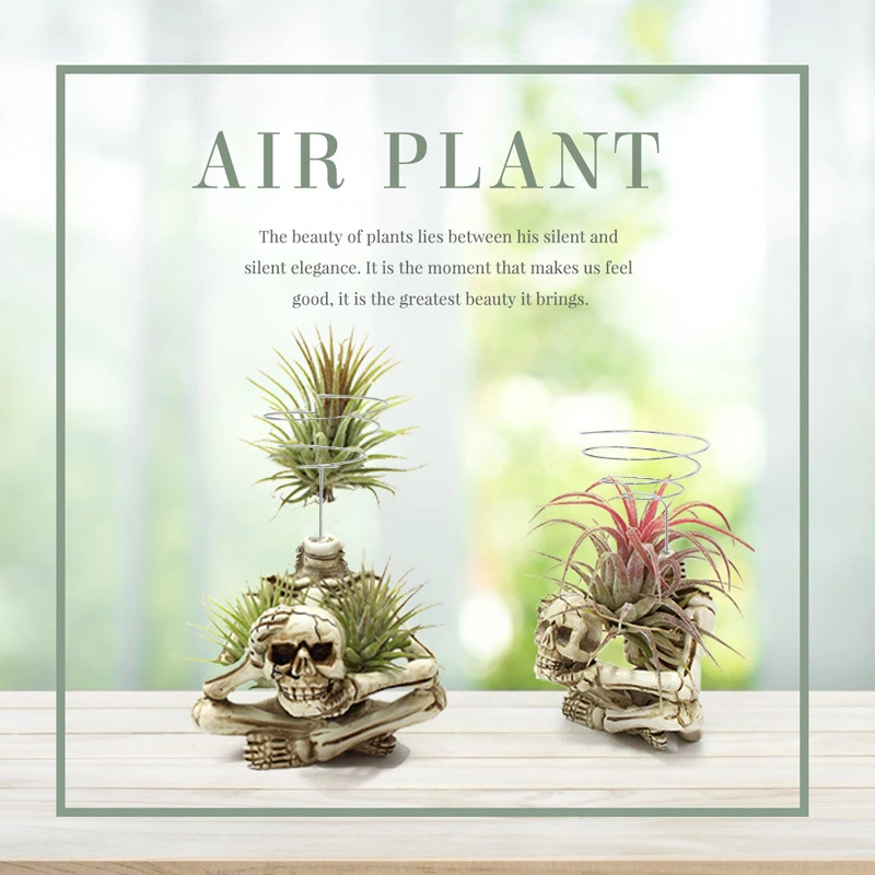 3Pcs Air Plant Racks Spiral Design Plant Holders Air Plant Holders Air Plant Display Stands