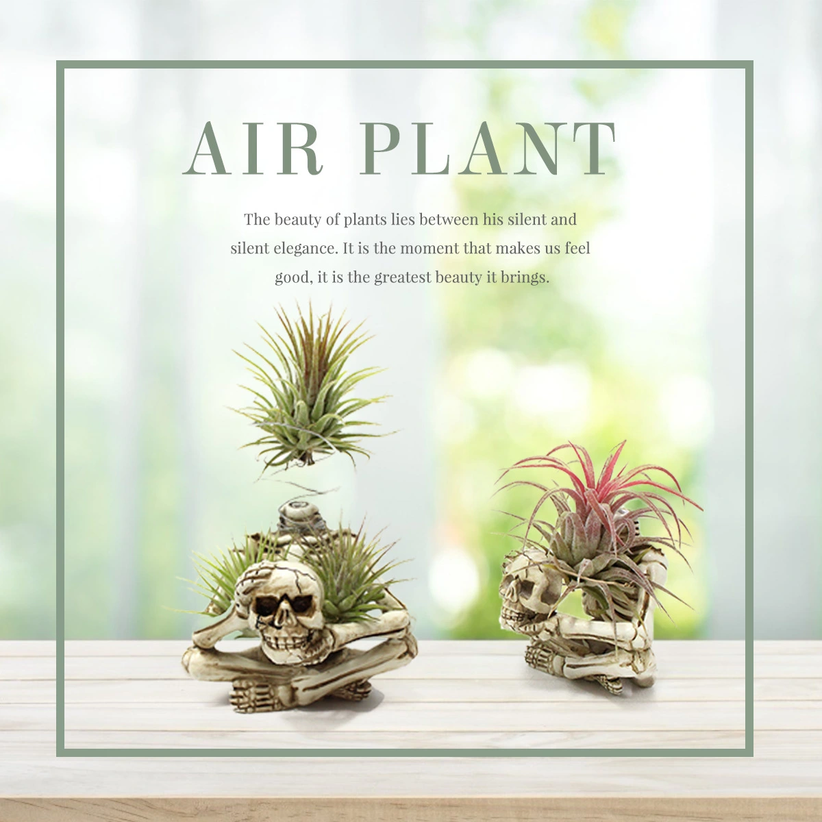 3Pcs Air Plant Racks Spiral Design Plant Holders Air Plant Holders Air Plant Display Stands
