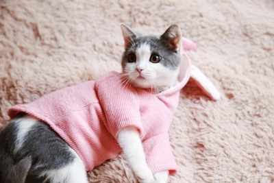 Pet Hoodie Cat Rabbit Outfit with Bunny Ears Cute Knitted Coat for Cat Puppy