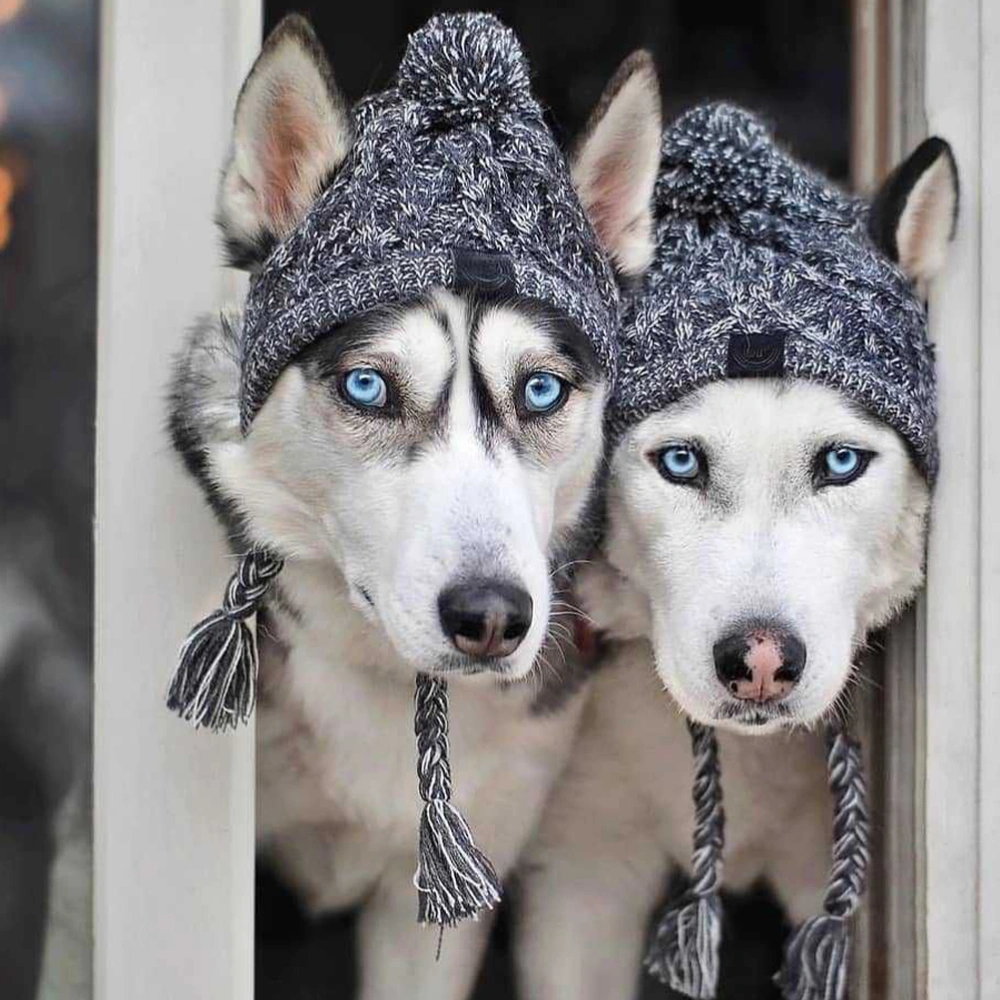 Warm Pet Dog Knitted Hat Pet Dog Winter Knitted Hat Head Cover with Ear Holes