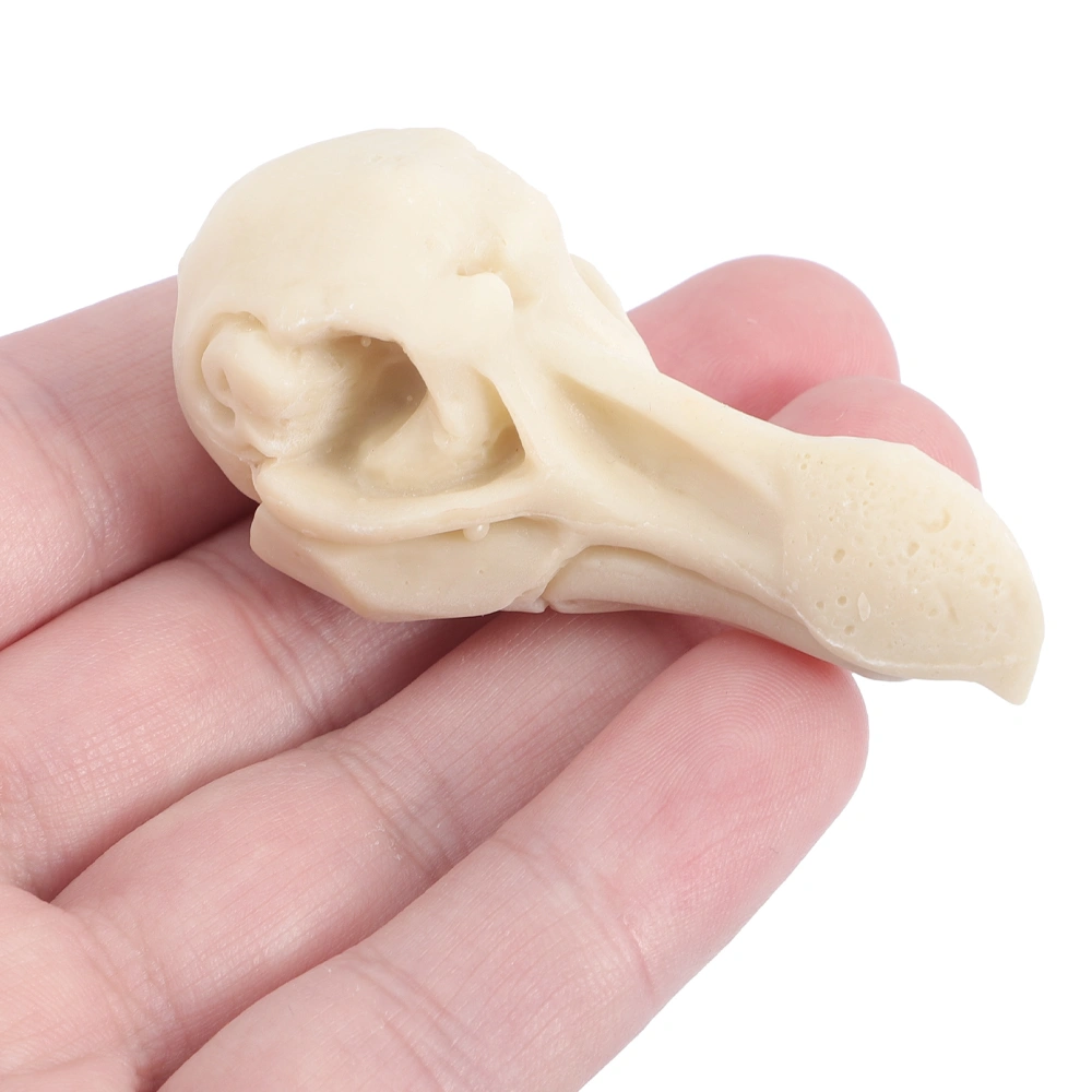 2Pcs Bird Skull Arts Sketch Simulation Resin Animal Skull Decoration Desktop Figurine