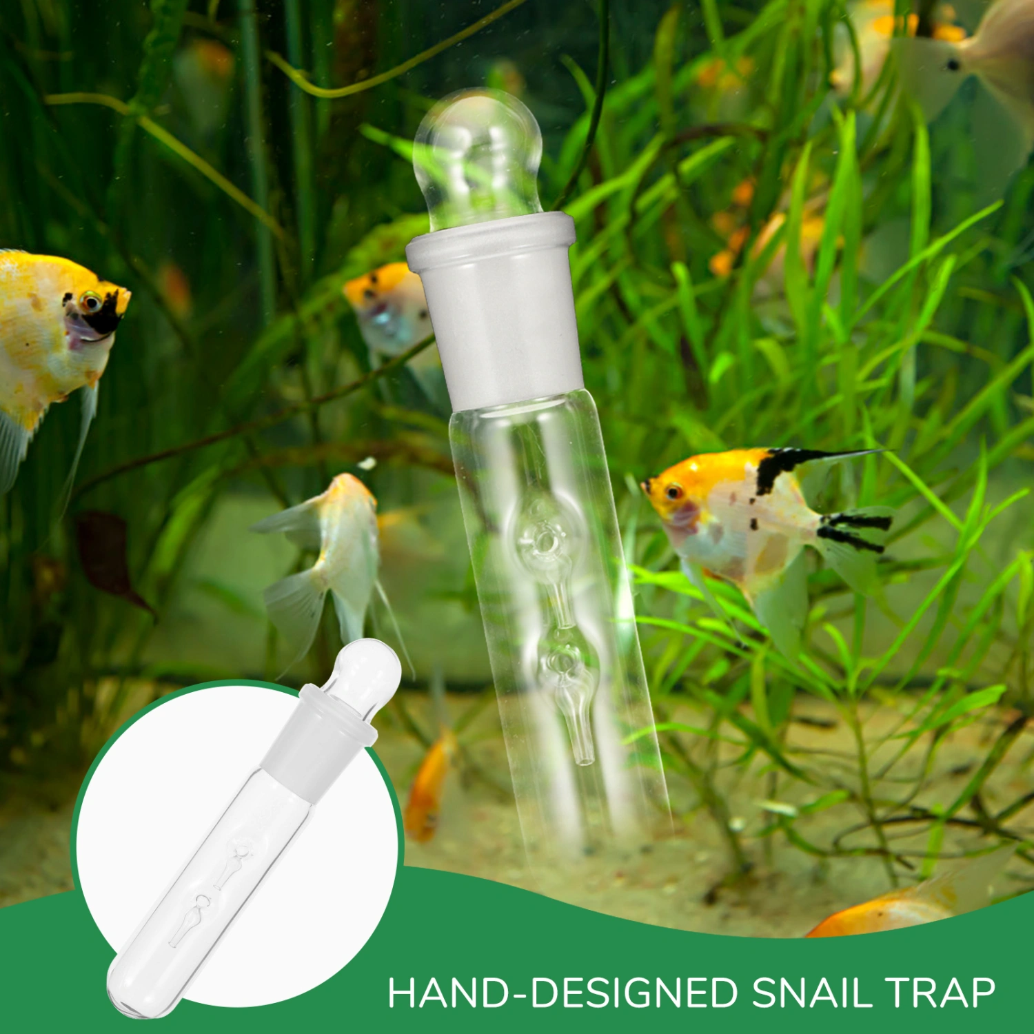 Glass Flatworm Catcher Fish Tank Flatworm Catcher Planaria Catcher Aquarium Planaria Catcher