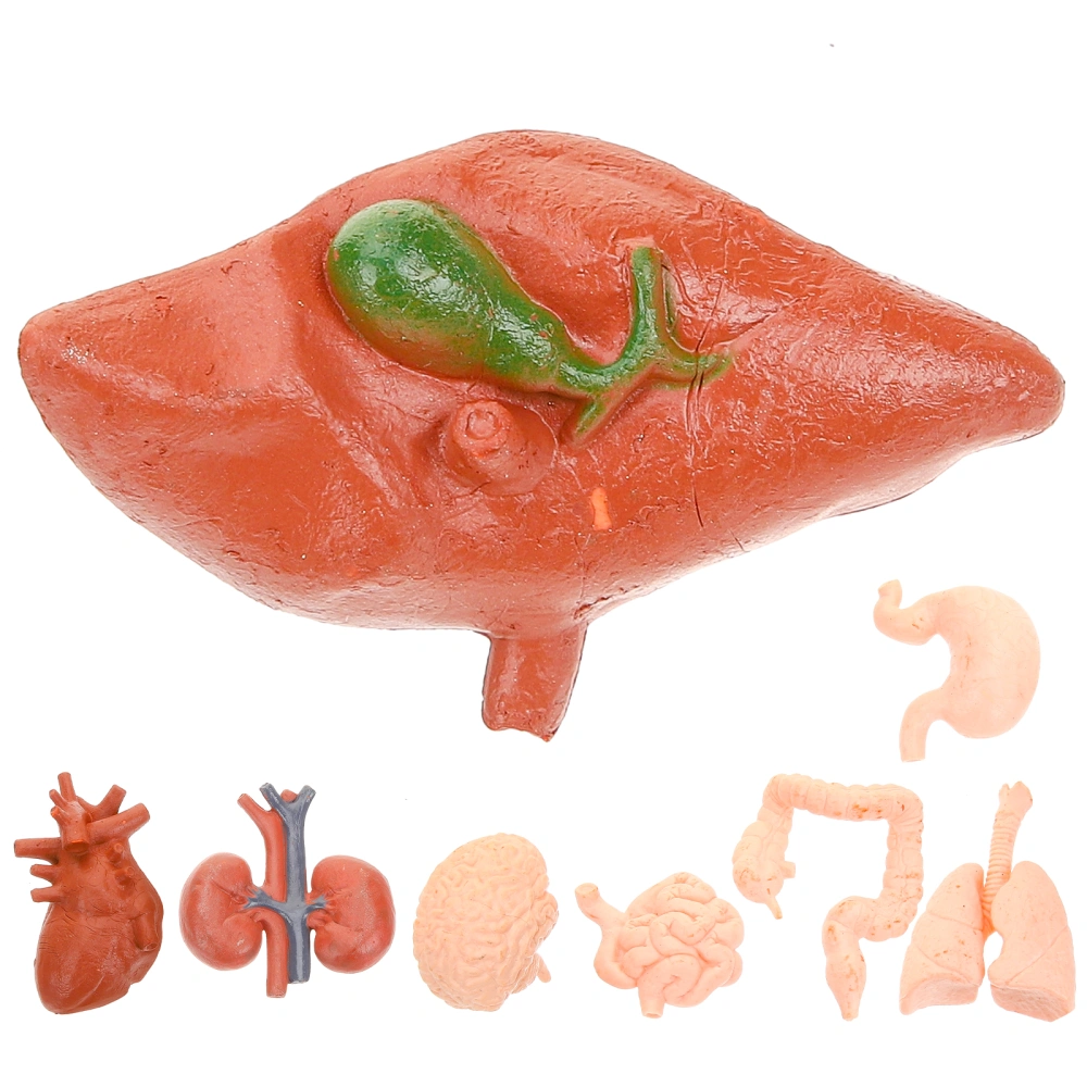 8pcs Simulated Organ Models Human Organ Anatomical Model Teaching Tools