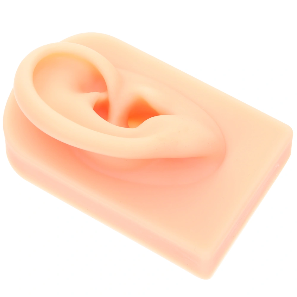 Human Ear Model Realistic Human Ear Model Silicone Ear Model for Piercing Practice