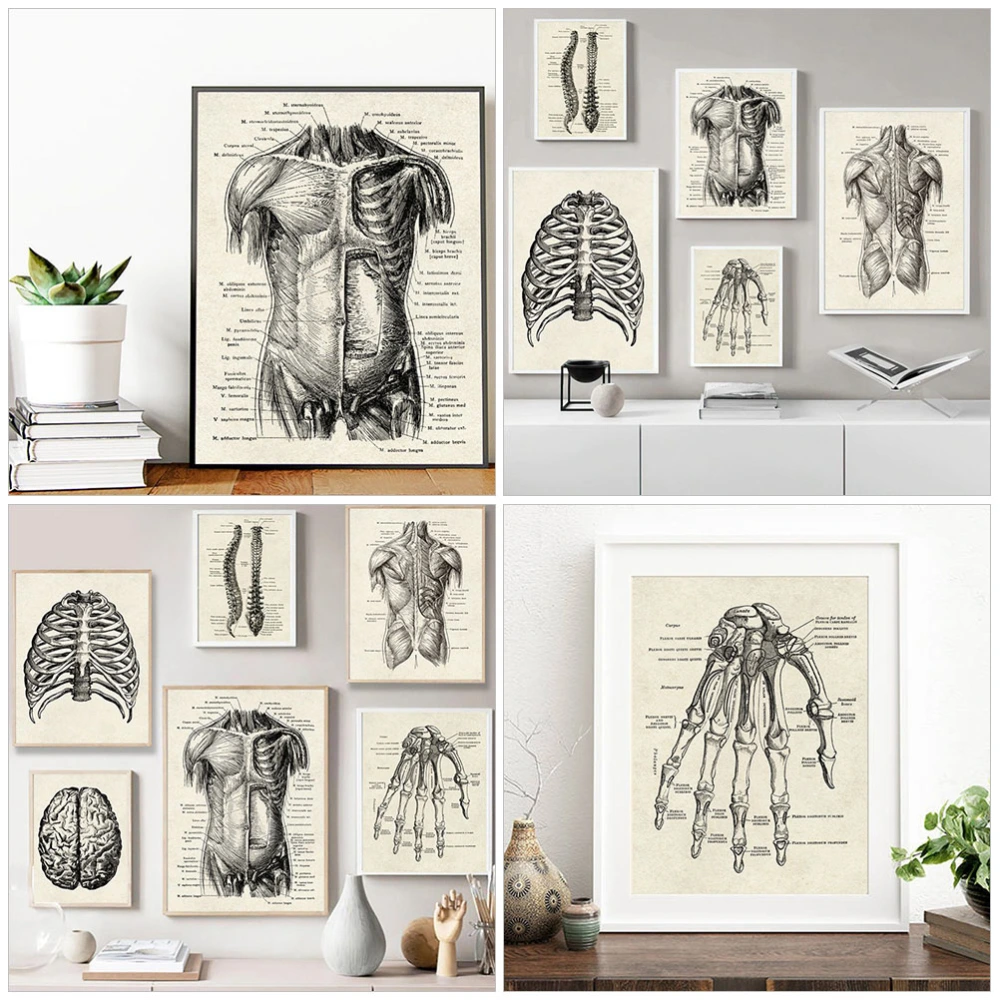 6 pcs Learning Human Anatomy Chart Decorative Human Organ Anatomical Posters