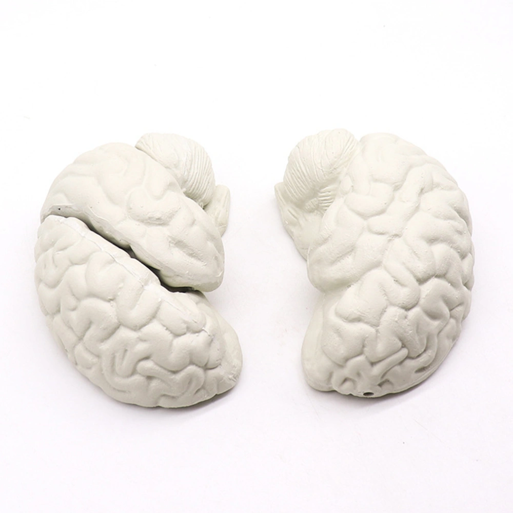 Brain Model Toy Simulation Human Anatomy Model  Trick Prop Kids Brain Shape Learning