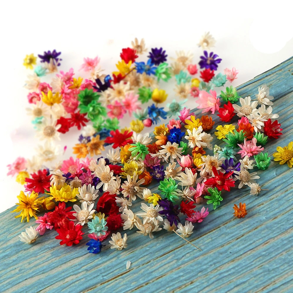 200Pcs Preserved Flower Eye-catching Bright-colored Long Lasting Stylish Visual Effect Dried Flower Display for DIY