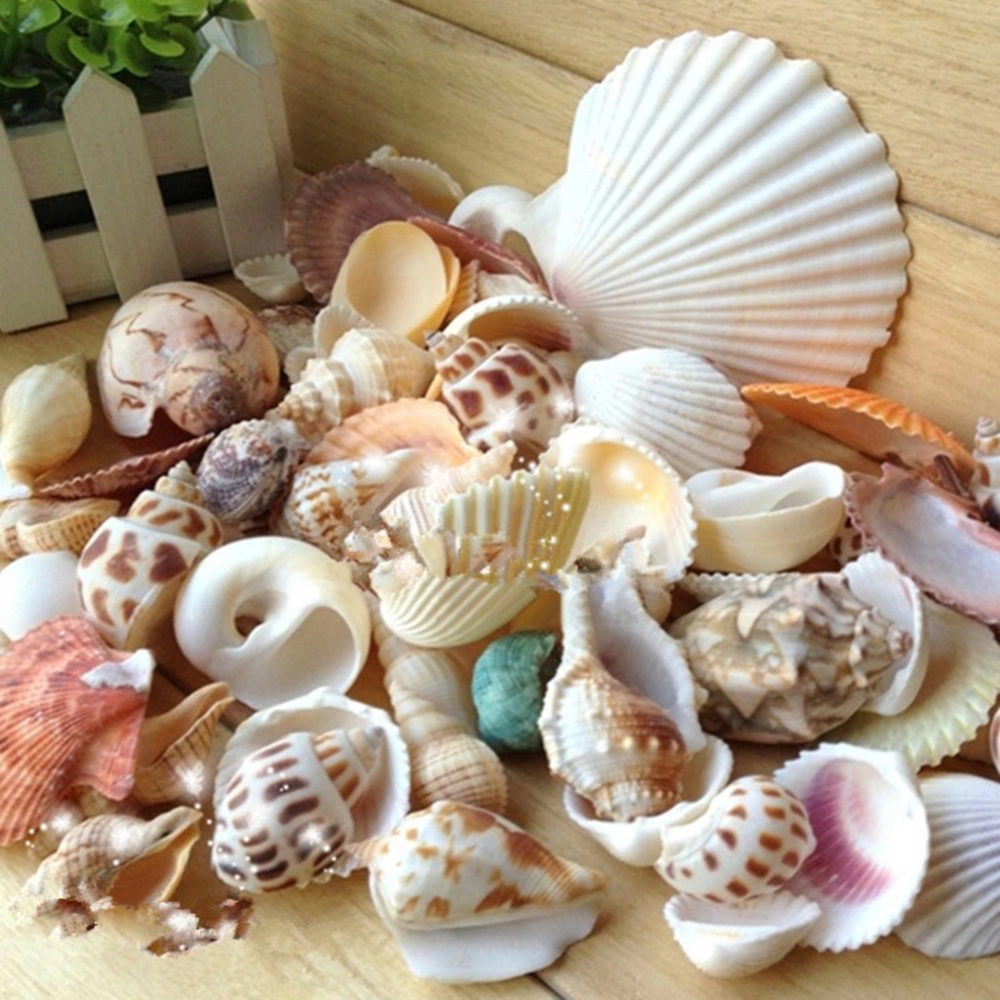 100g Mixed Shape Seashell Conch Aquarium Mini Landscape Ornament DIY Craft Decor