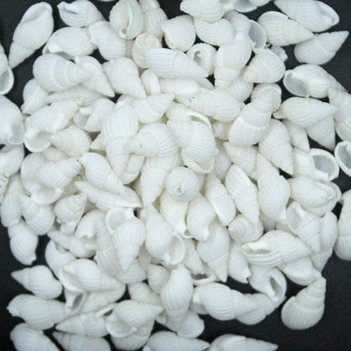 100 Pieces Small Beautiful Top Rare Real Sea Shell Conches Xmas Gift