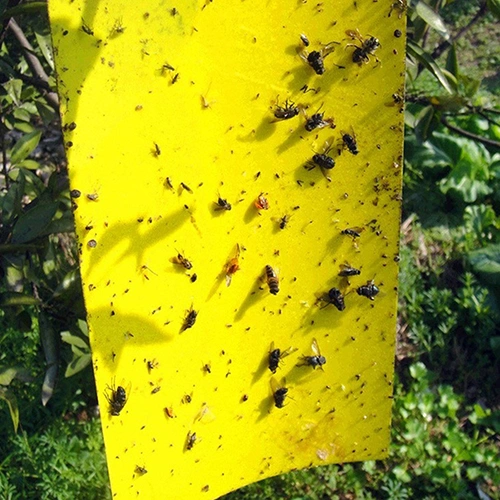 5 Pcs Insect Trap Large Area Hanging Sticky Glue Boards Fly Pest Bug Catcher Plate
