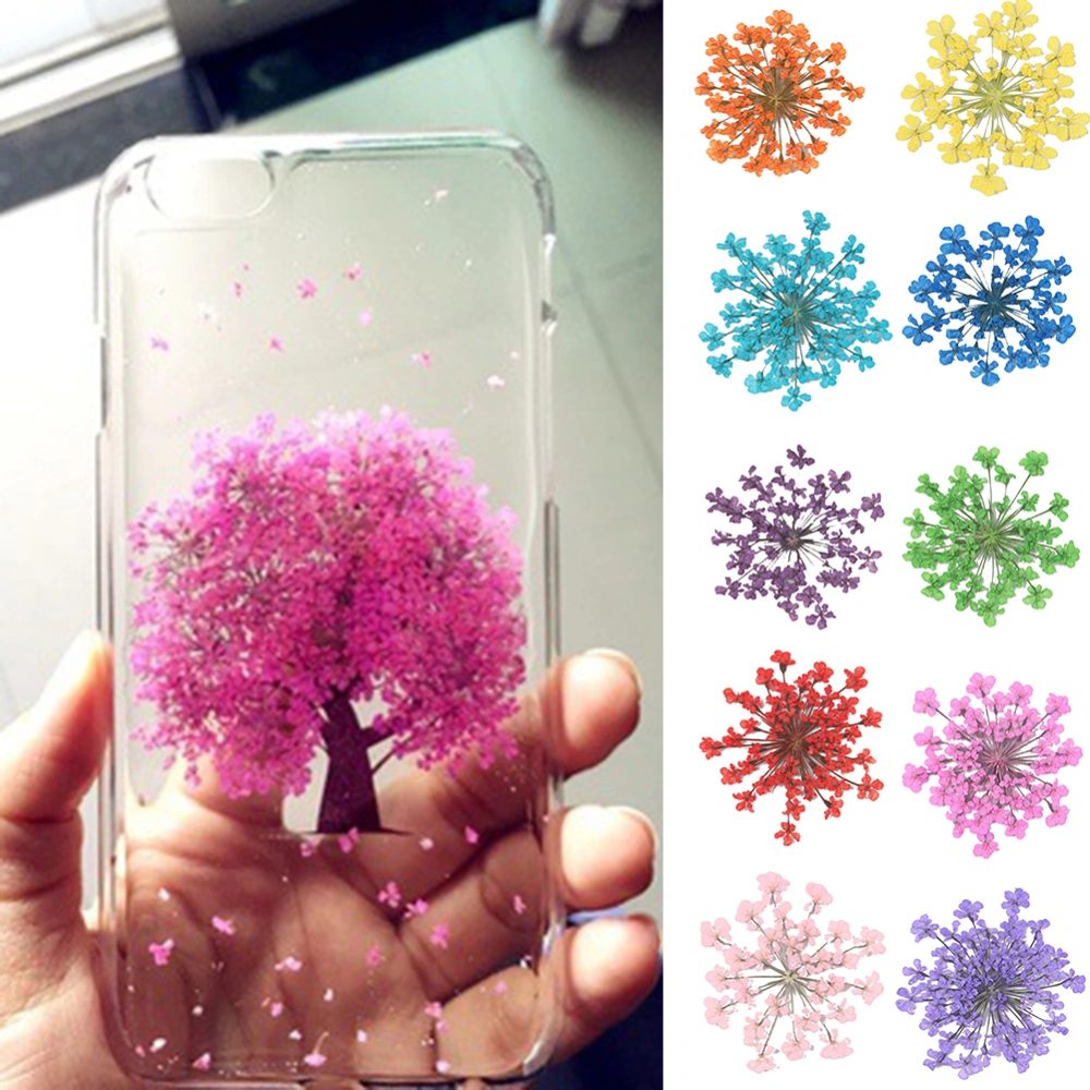 100Pcs Pressed Dried Ammi Majus Flower Epoxy Resin Nail Craft DIY Phone Decor