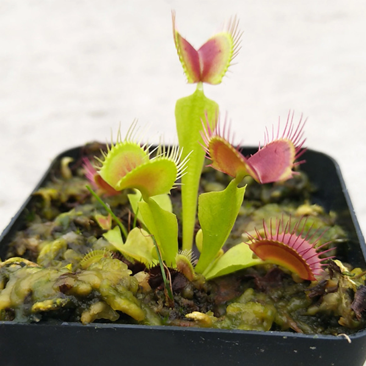 100pcs Potted Insectivorous Plant Dionaea Muscipula Flytrap for Planting lover