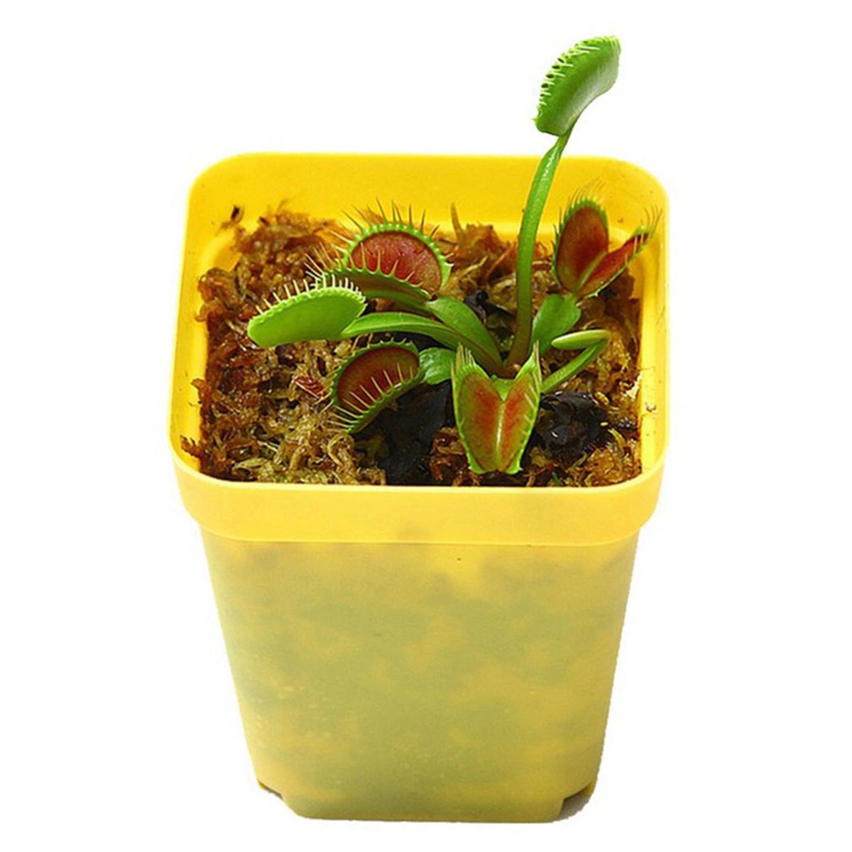 100pcs Potted Insectivorous Plant Dionaea Muscipula Flytrap for Planting lover