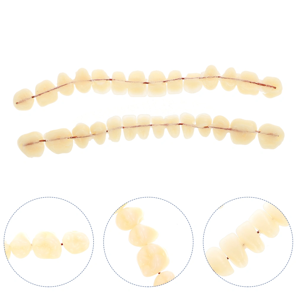 1 Set Teeth Anatomical Model Dentist Teaching Aid Resin False Teeth Dentistry Model