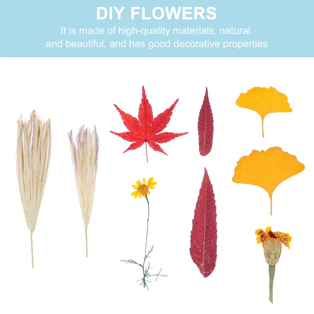 2 Sets Unique Practical Dried Flower DIY Materials Craft Decoration for Home