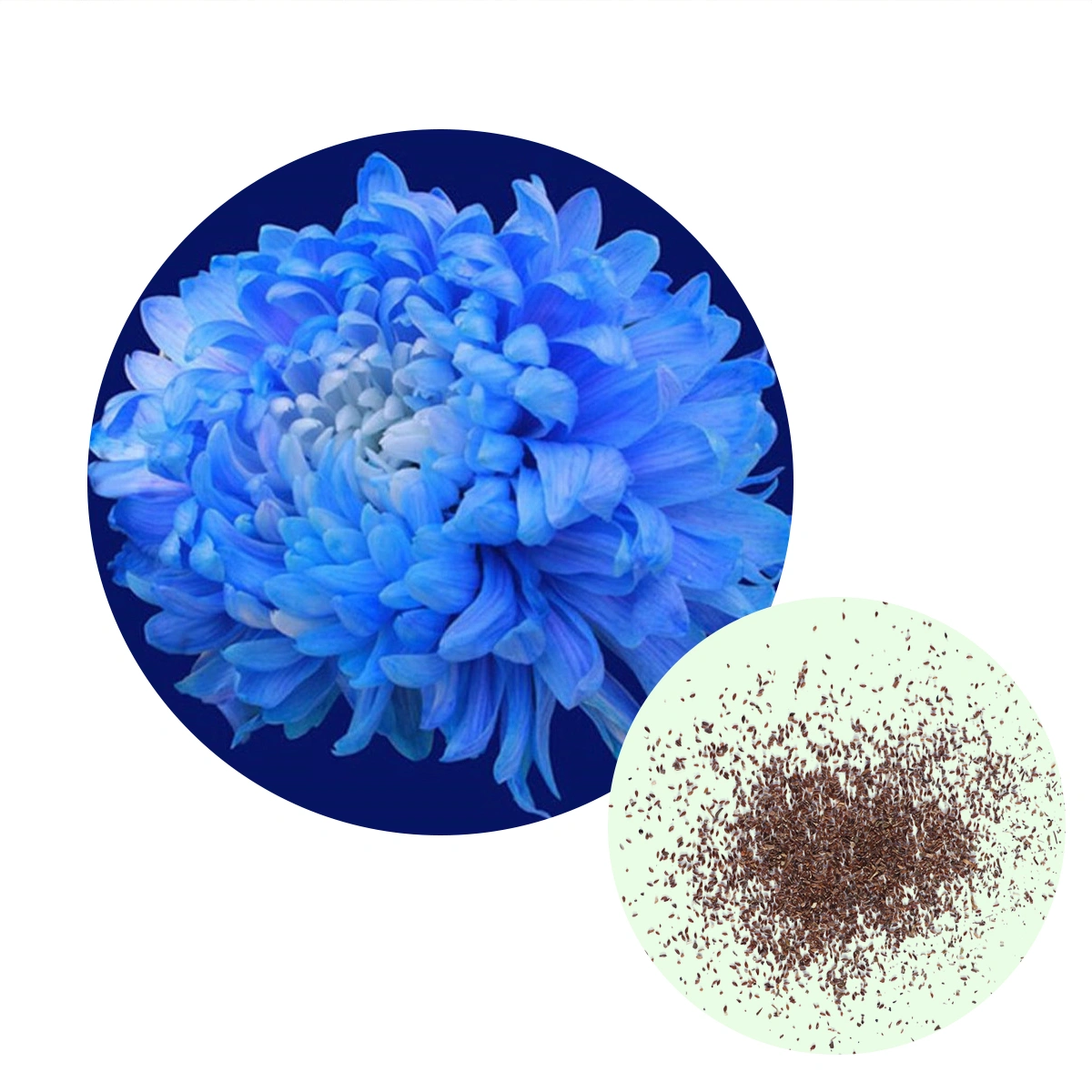 50pcs Garden Chrysanthemum Fragrant Flowering Plants for Indoor Outdoor Potted Plants Bonsai Home Garden Balcony - C06 (As Shown)