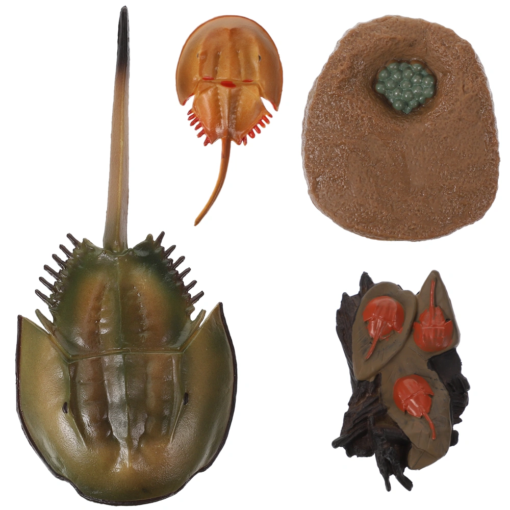 1 Set of Horseshoe Crab Growth Cycle Model Funny Horseshoe Crab Life Cycle Figure