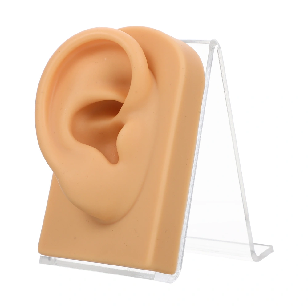 1 Set of Decorative Fake Ear Multi-function Ear Model Desktop Earring Holder Earring Accessory