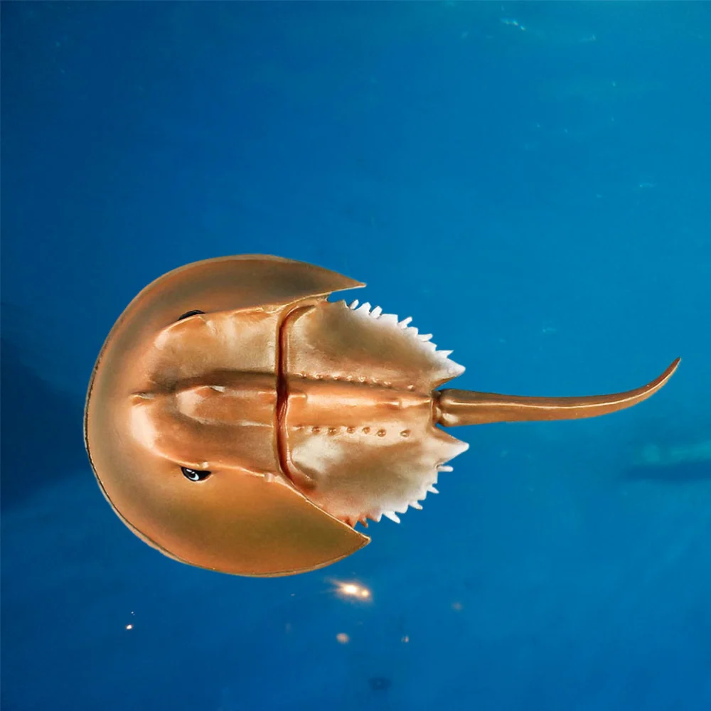 High Simulation Horseshoe Crab Animal Model Marine Organism Decoration for Children Playing