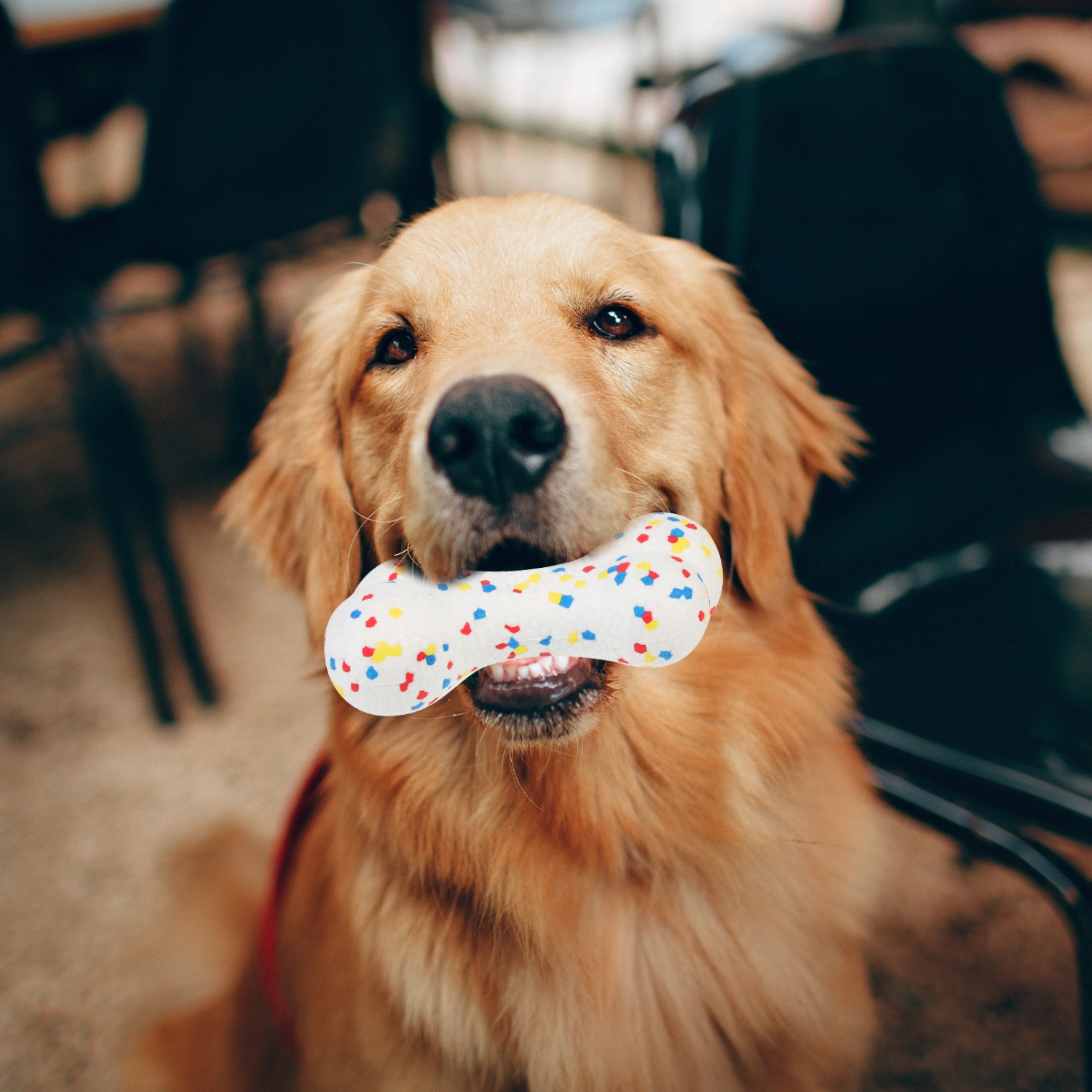 Dog Chew Toy Dog Dental Chews Toy Interactive Dog Toy Elastic Ball Puppy Toy Dog Training Ball