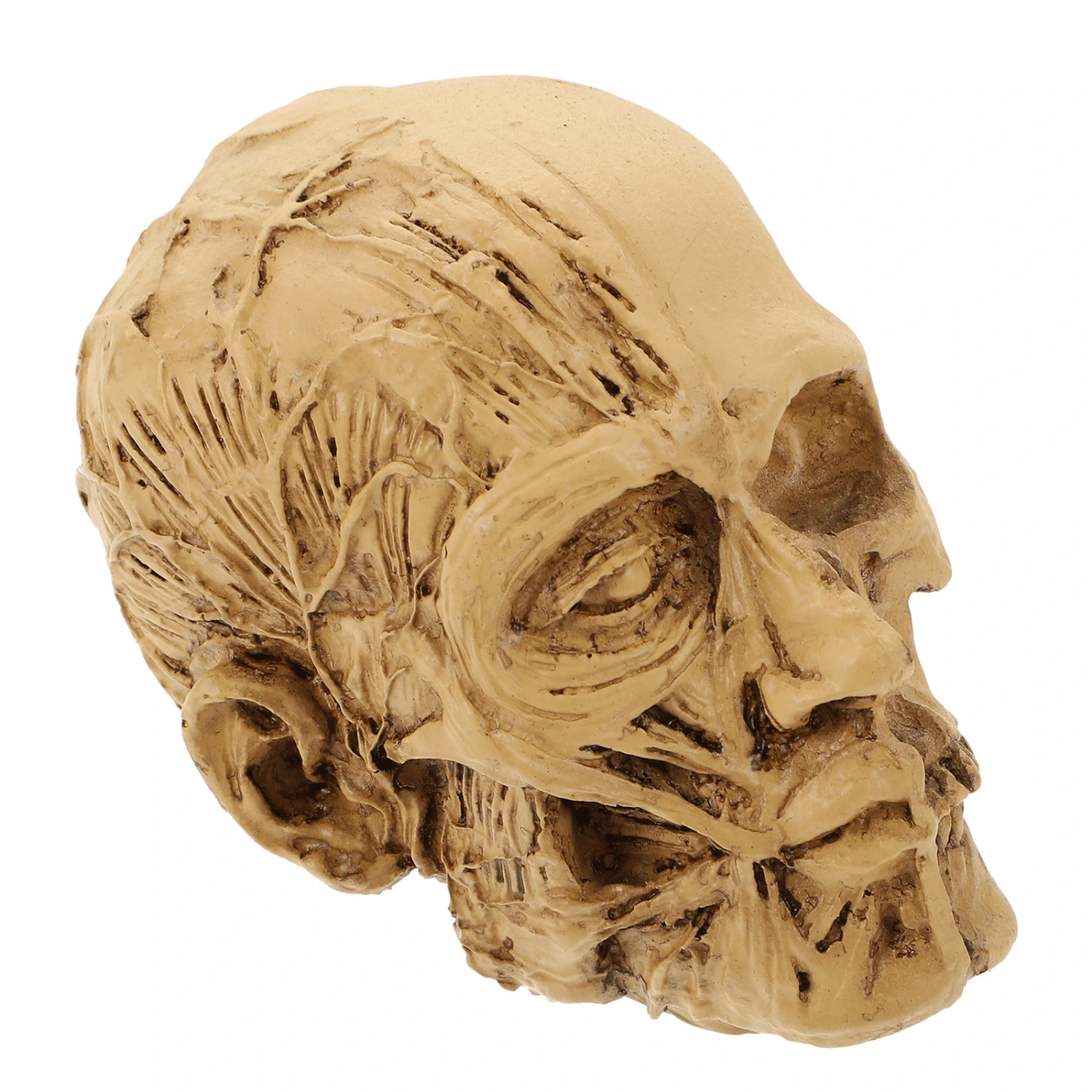 1pc Halloween Skull Adornment Realistic Muscle Skull Decor Festival Scene Decor