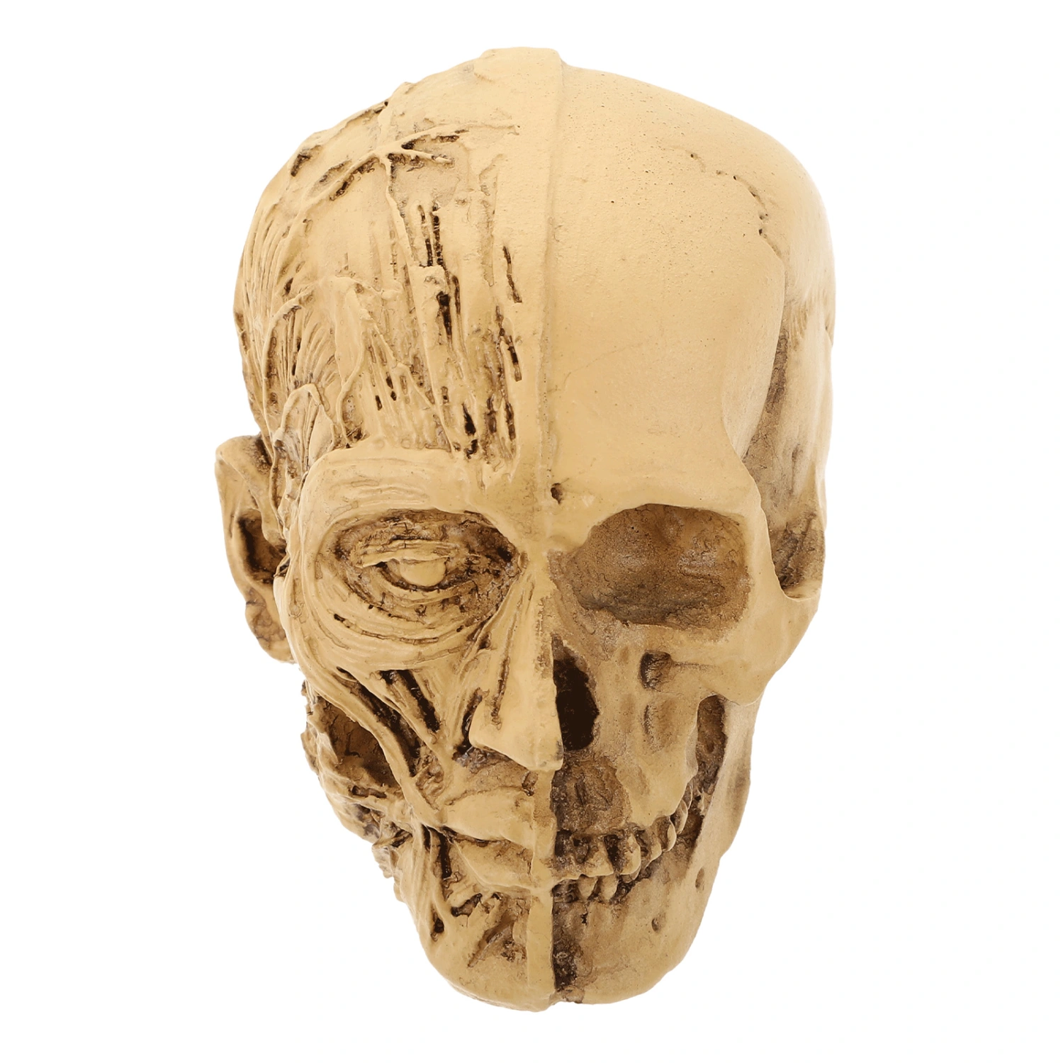 1pc Halloween Skull Adornment Realistic Muscle Skull Decor Festival Scene Decor