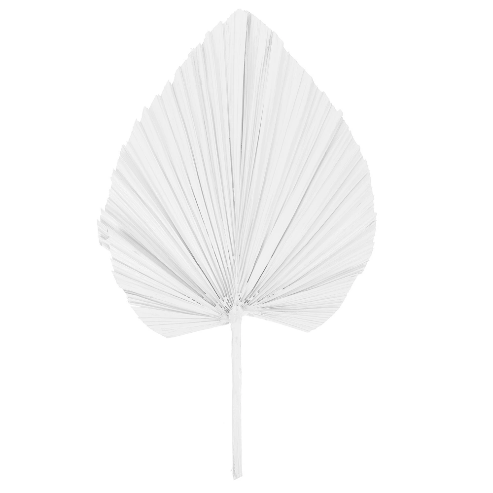 1pc Lacquered Fan Colored Dried Palm Leaf Flower Art Floral Wedding Decor