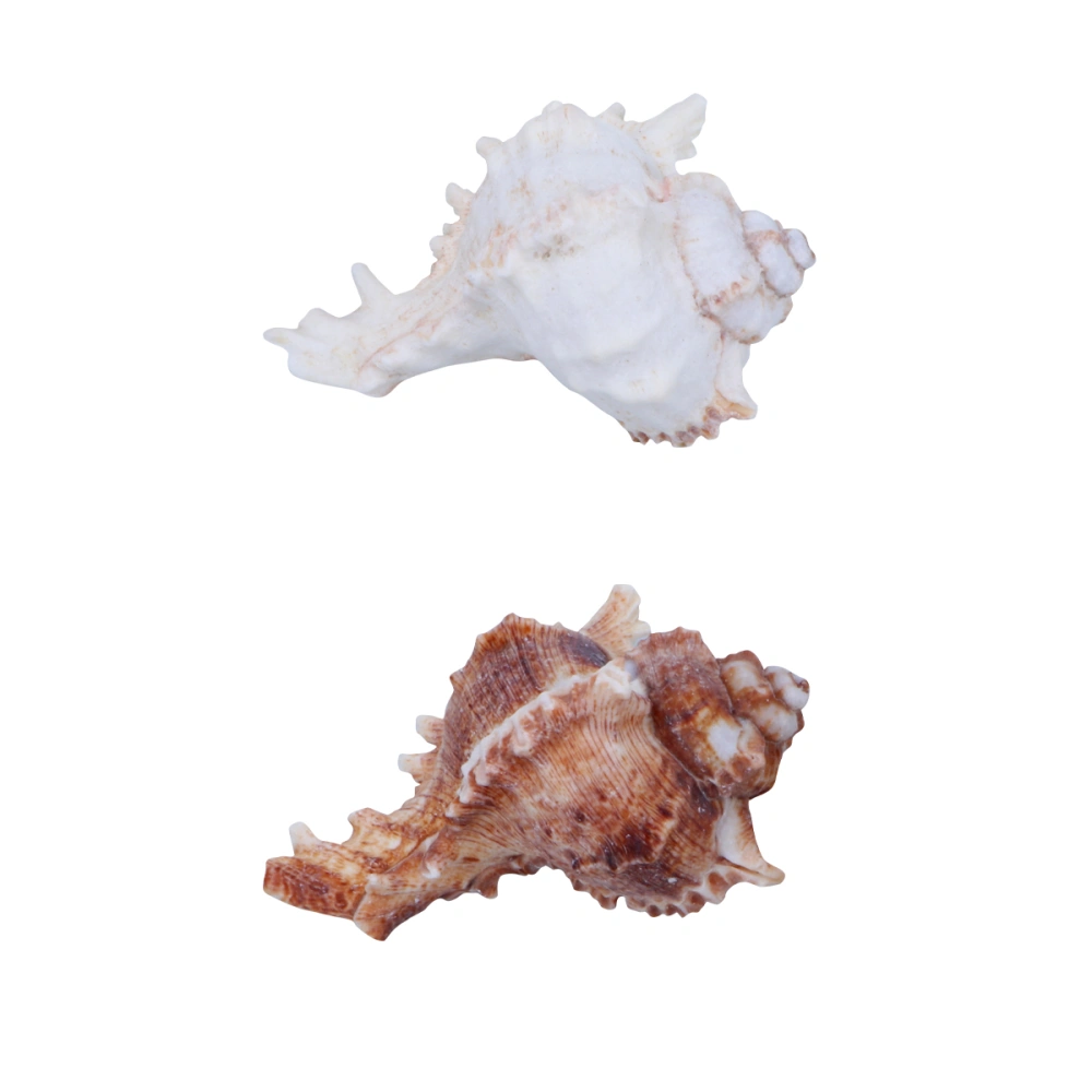 2 PCs 6-9cm Natrual Big Conch Home Decoration for Fish Tank Aquarium Miniature Landscape (Random Color)