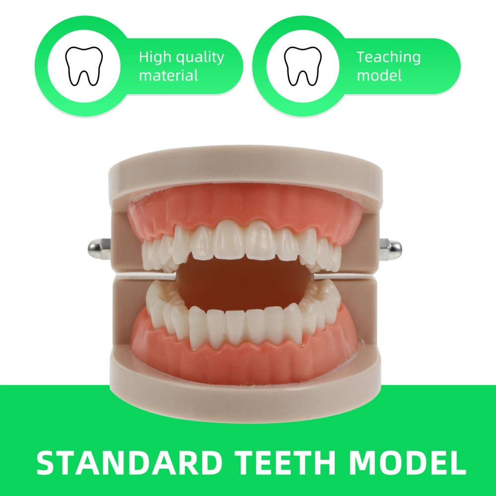 1 Set Child Teeth Model Teaching Study Oral Education Tooth Model Random Color