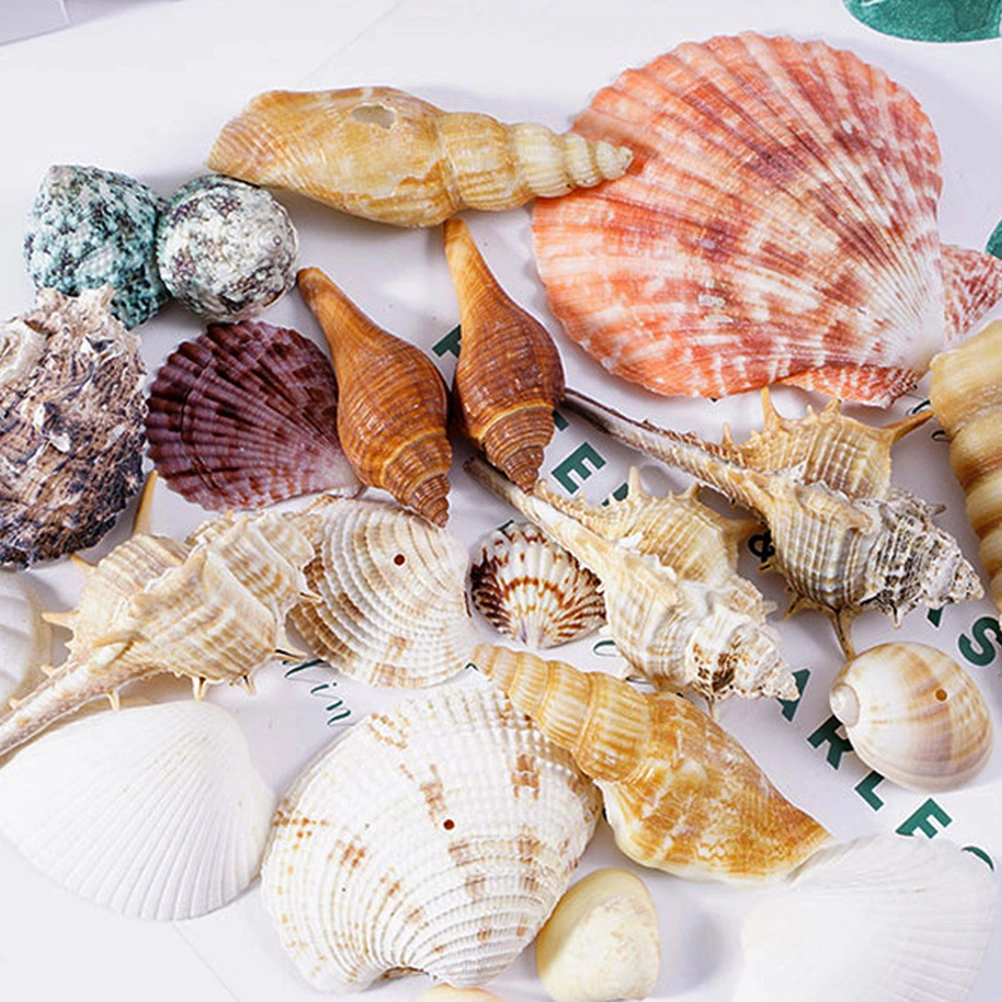 Decorative Aquarium Sea Shells Landscaping Natural Shells Crafts Fish Tank Decor (Shell Conch Bag, Large)