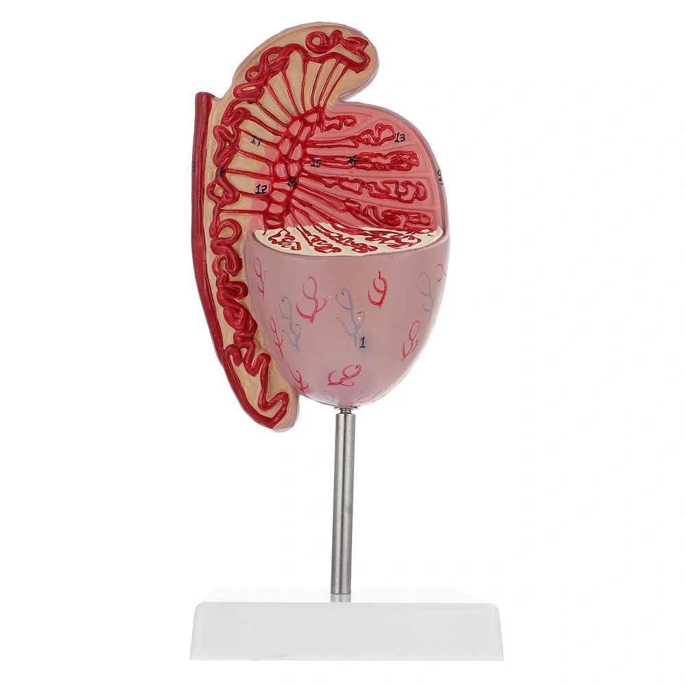 Testis Dissection Model Human Organ Enlargement Model Anatomical Model