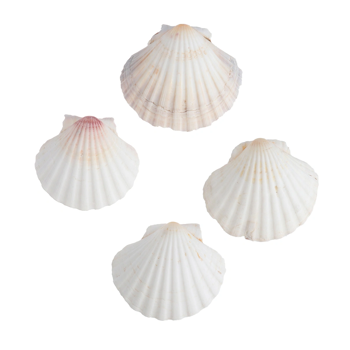 8pcs 9-14cm Decorative Aquarium Sea Shells Landscaping Natural Shells Crafts Fish Tank Decor