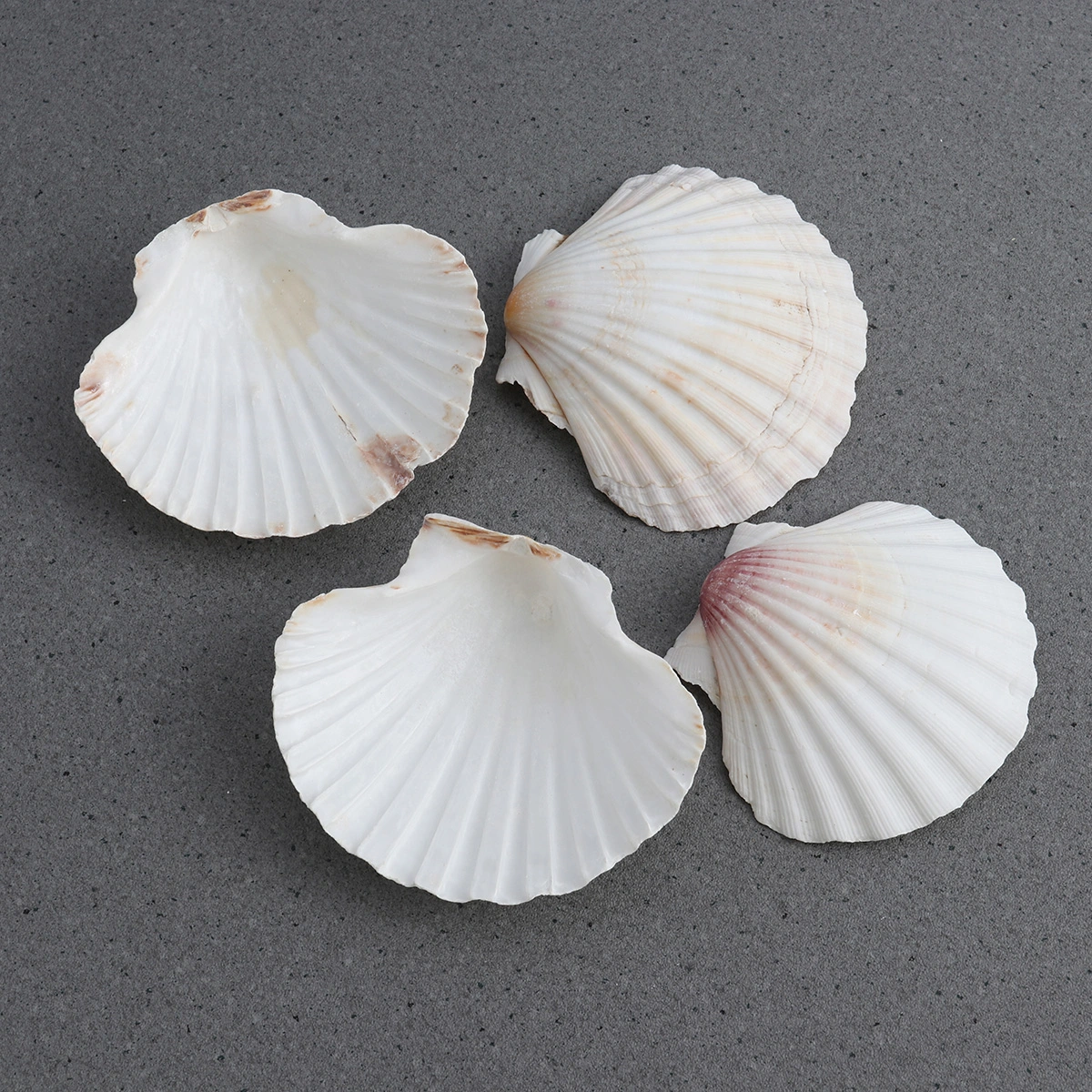 8pcs 9-14cm Decorative Aquarium Sea Shells Landscaping Natural Shells Crafts Fish Tank Decor