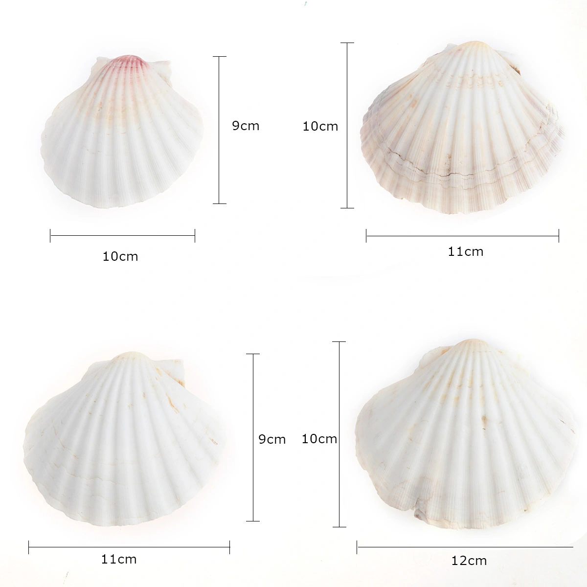 8pcs 9-14cm Decorative Aquarium Sea Shells Landscaping Natural Shells Crafts Fish Tank Decor