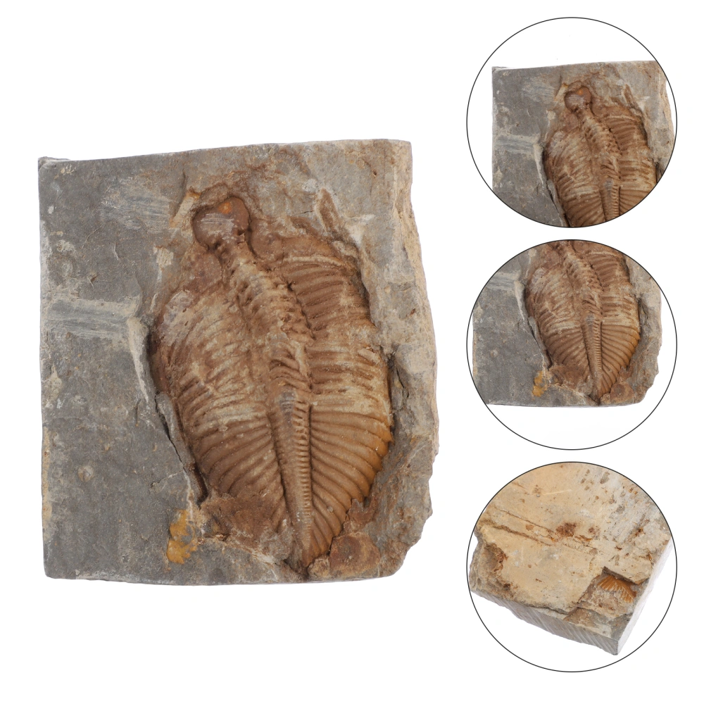 Trilobite Fossil Collection Natural Fossil Fossil Trilobite Stone Specimen for Teaching