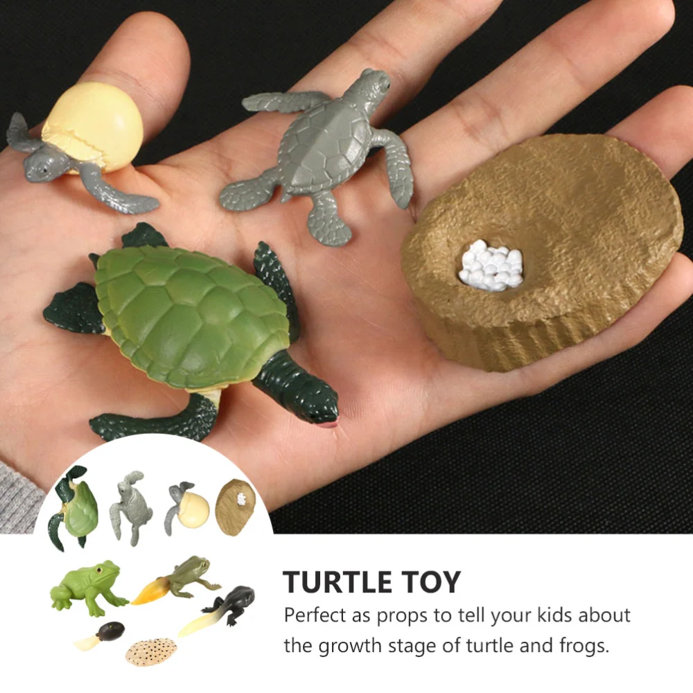 2 Sets Simulation Frogs Turtle Growth Ornaments Animal Display Models for Kids